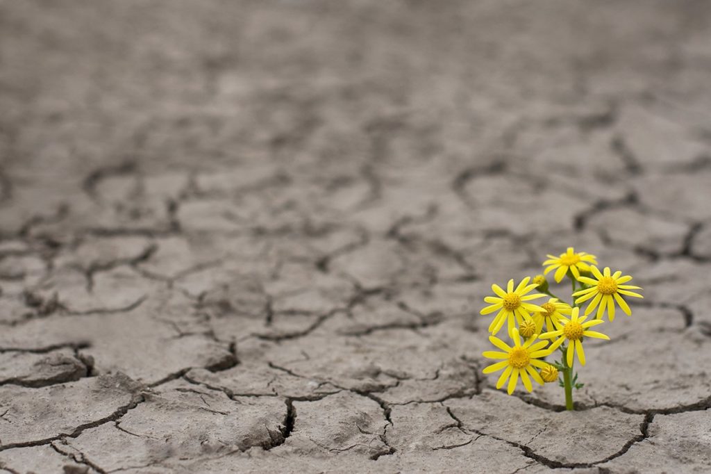 Resiliencia e Terapia